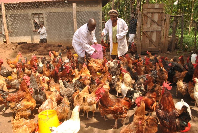Successful Poultry Farming