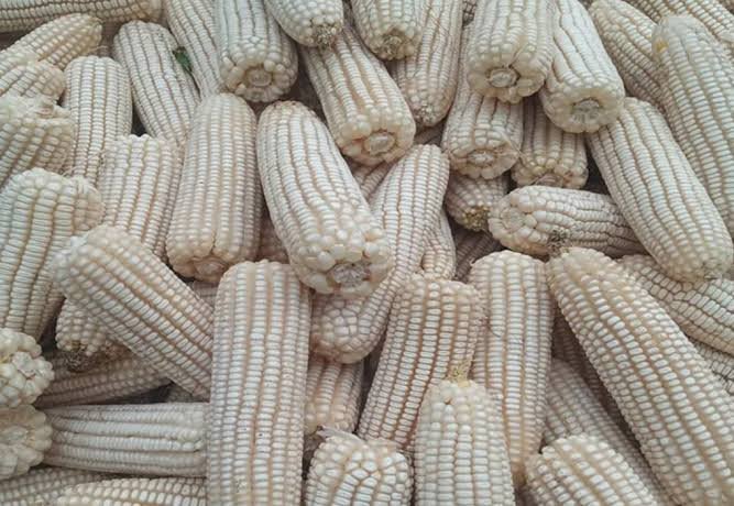 Maize (Yellow/White Grain)